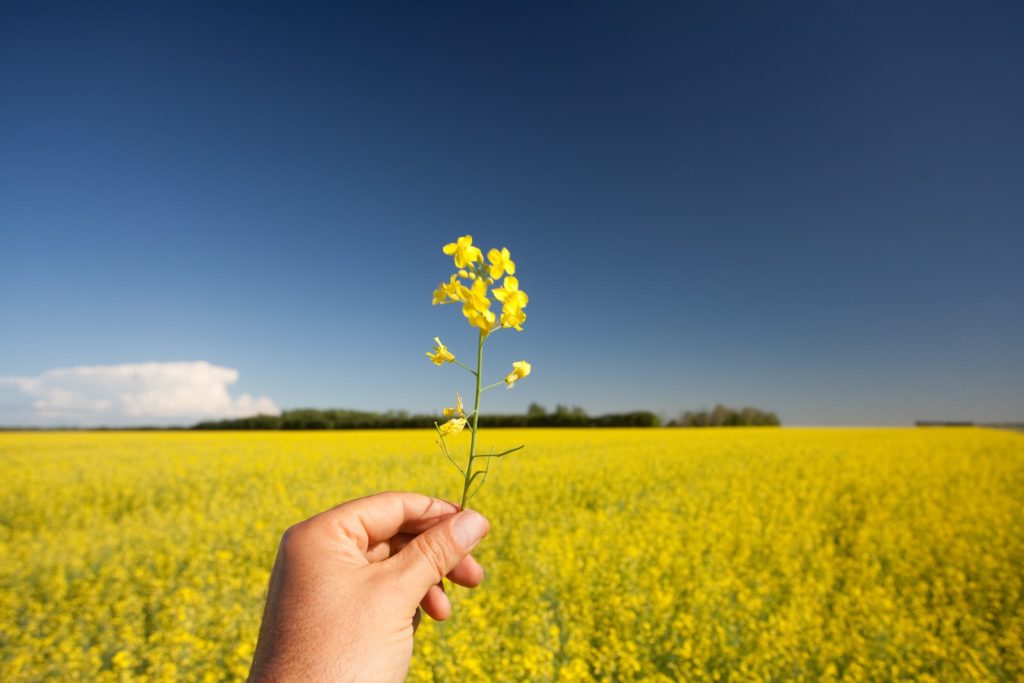 Saskatchewan Immigrant Nominee Program (SINP) Invites 621 Tech Candidates