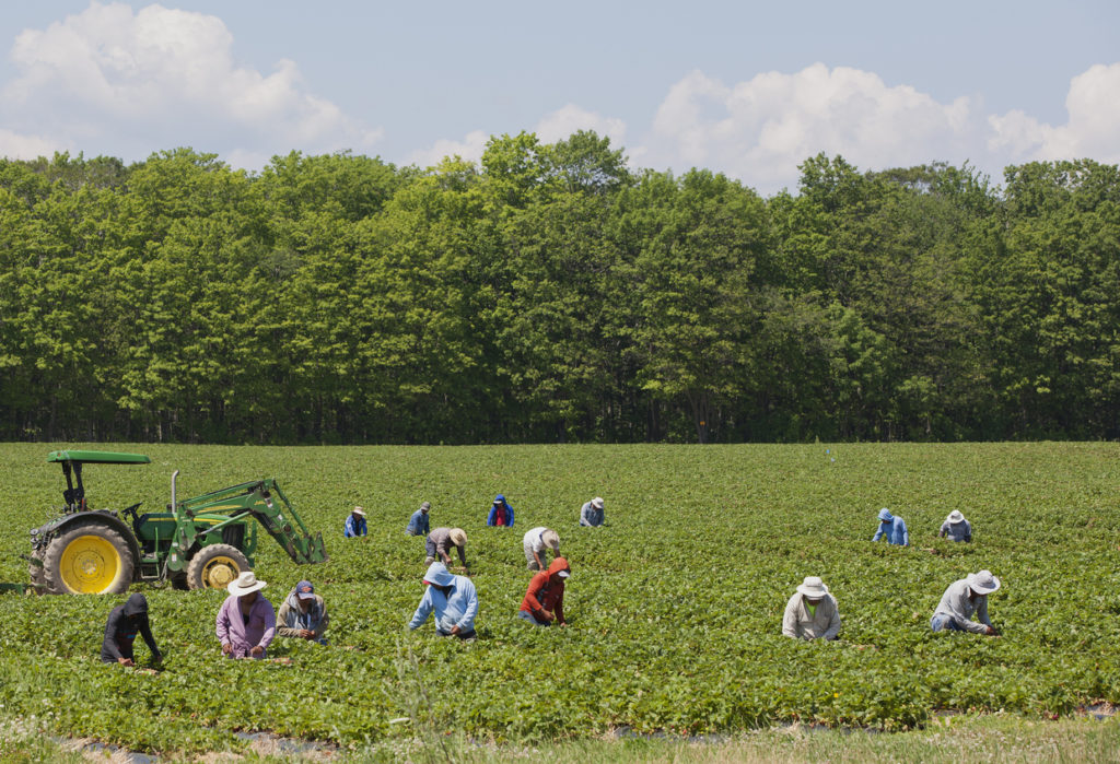 Migrant Farm Workers in Quebec offered Vaccine