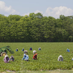 Migrant Agricultural Workers to be Offered Vaccine at Trudeau Airport